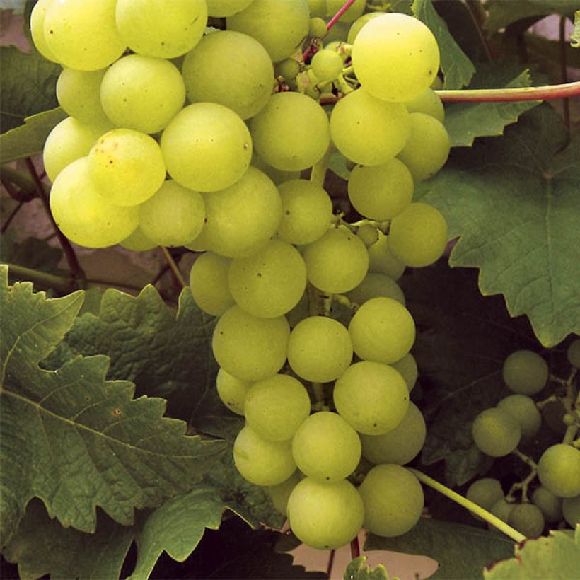 Videira Ampelia Perdin - Vitis vinifera (Colheita)