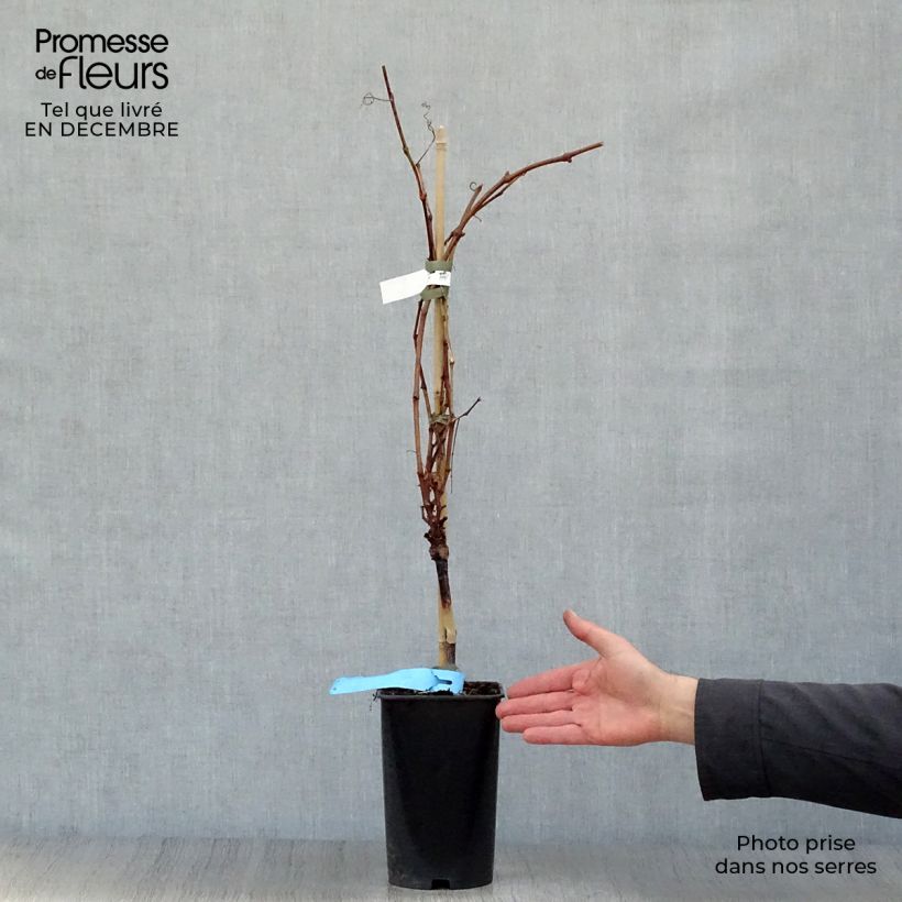 Amostra de Vigne Ampelia Perdin Vaso de 1,5 L/2 L tal como entregue no inverno