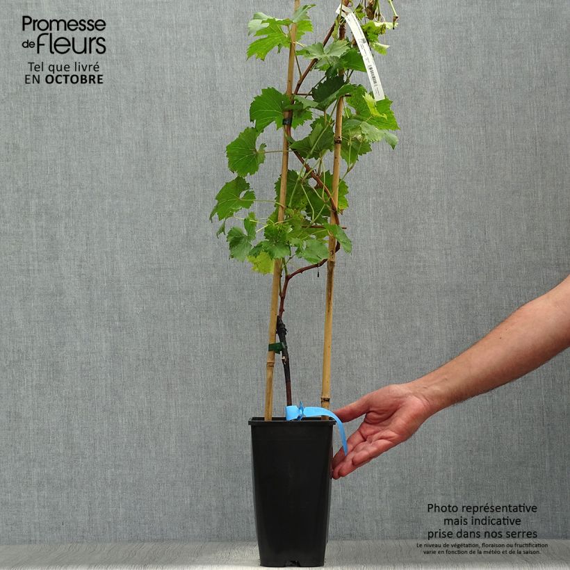 Amostra de Videira Ampelia Perdin - Vitis vinifera Vaso de 1,5 L/2 L tal como entregue no outono