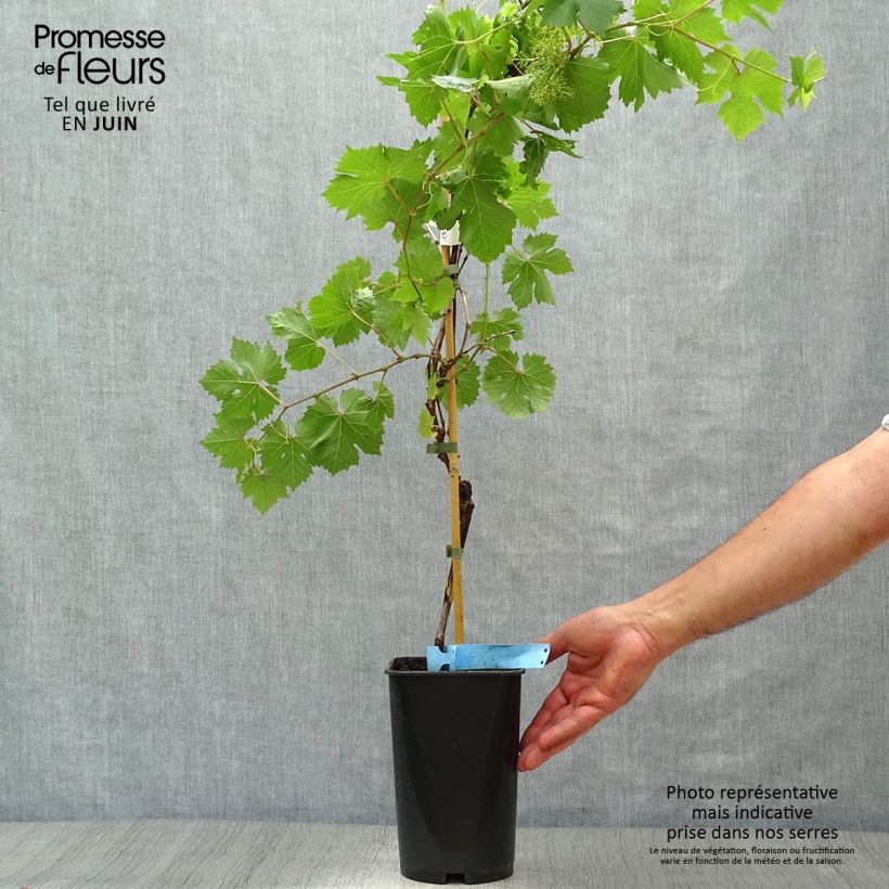 Amostra de Videira Ampelia Perdin - Vitis vinifera Vaso de 1,5 L/2 L tal como entregue no verão