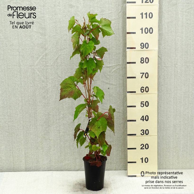 Amostra de Videira-do-rio-amur - Vitis amurensis Vaso de 3 L/4 L tal como entregue no verão
