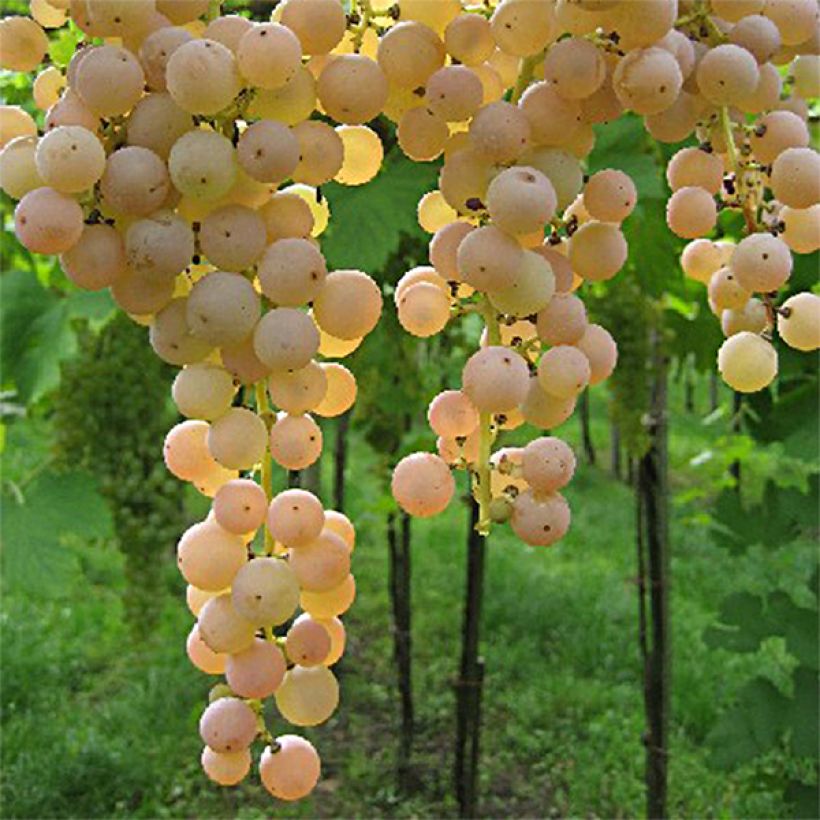 Videira Bianca - Vitis vinifera (Colheita)