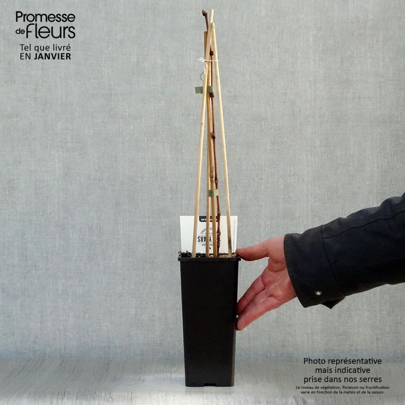 Amostra de Vigne Bianca - Raisin blanc Pot de 1,5L/2L tal como entregue no inverno