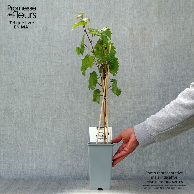 Amostra de Videira Bianca - Vitis vinifera Vaso de 1,5 L/2 L tal como entregue na primavera