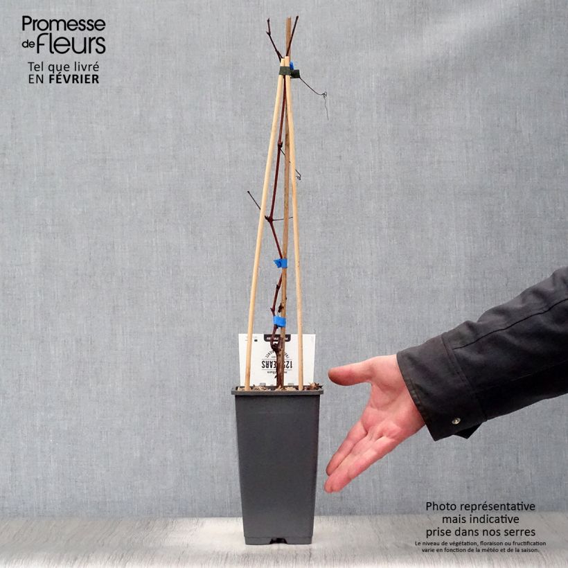 Amostra de Videira Boskoop Glory Vaso de 1,5 L/2 L tal como entregue no inverno