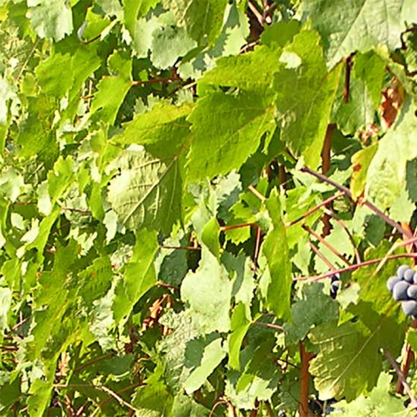 Videira Cabernet Franc - Vitis vinifera (Folhagem)