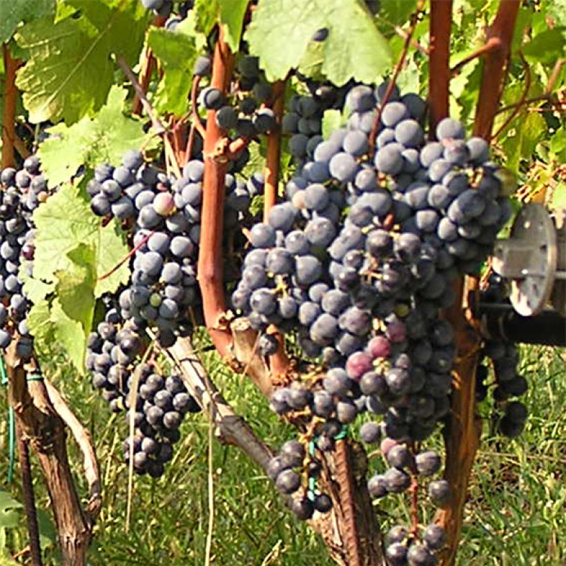 Videira Cabernet Franc - Vitis vinifera (Colheita)