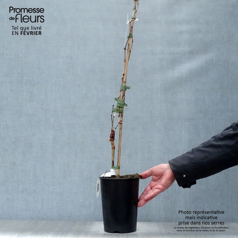 Amostra de Vigne Cabernet Franc Pot de 2L/3L tal como entregue no inverno