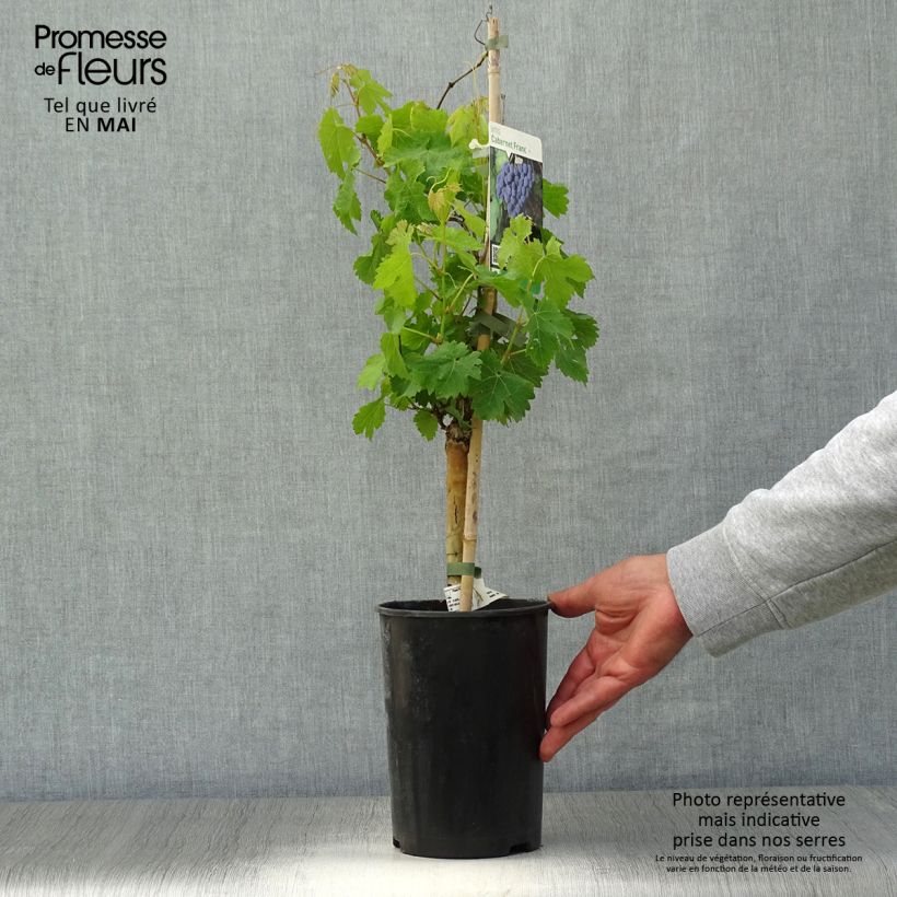 Amostra de Videira Cabernet Franc - Vitis vinifera Vaso de 2 L/3 L tal como entregue na primavera