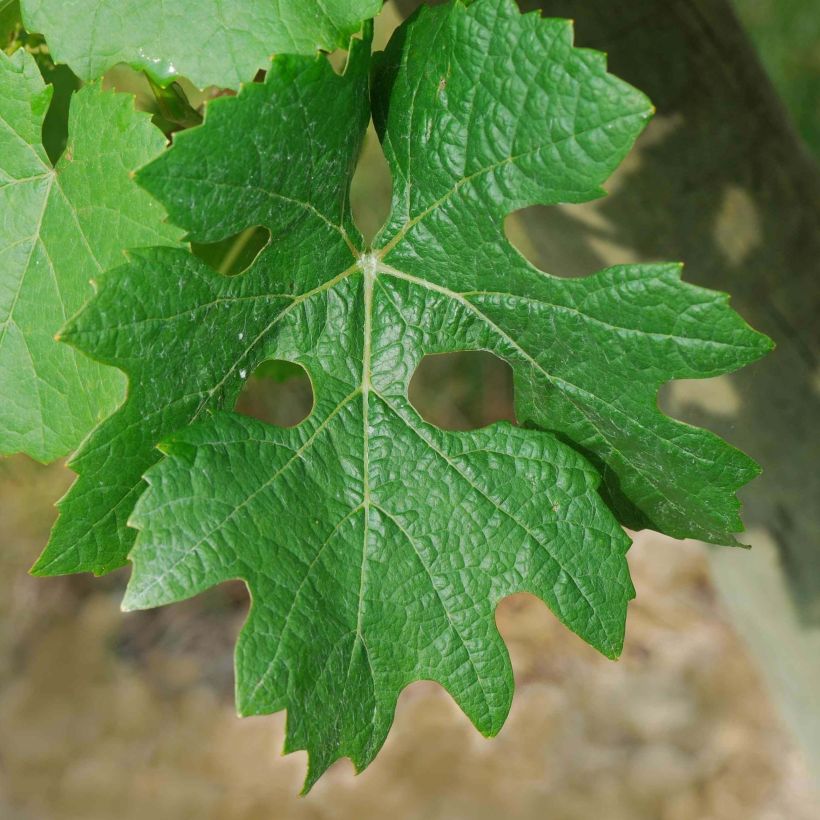 Videira Cabernet Sauvignon - Vitis vinifera (Folhagem)