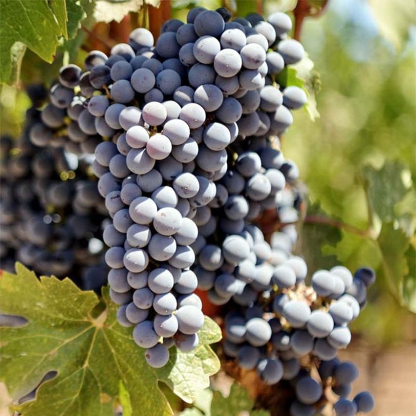 Videira Cabernet Sauvignon - Vitis vinifera (Colheita)