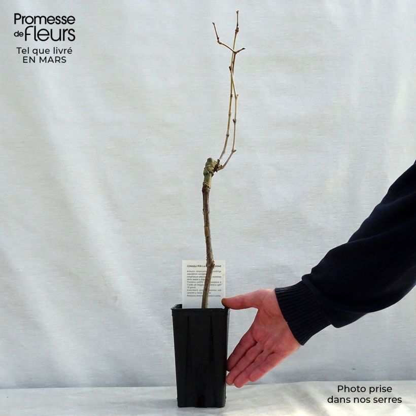 Amostra de Vigne Cabernet Sauvignon - Vitis vinifera Vaso de 1 L/1,5 L tal como entregue no inverno