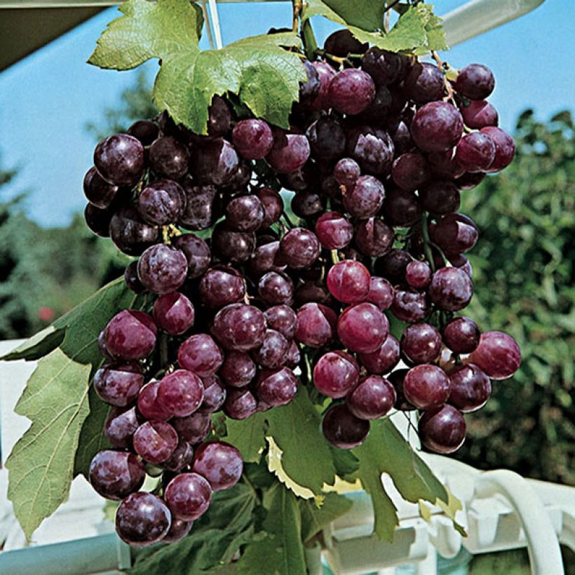 Videira Cardinal - Vitis vinifera (Colheita)