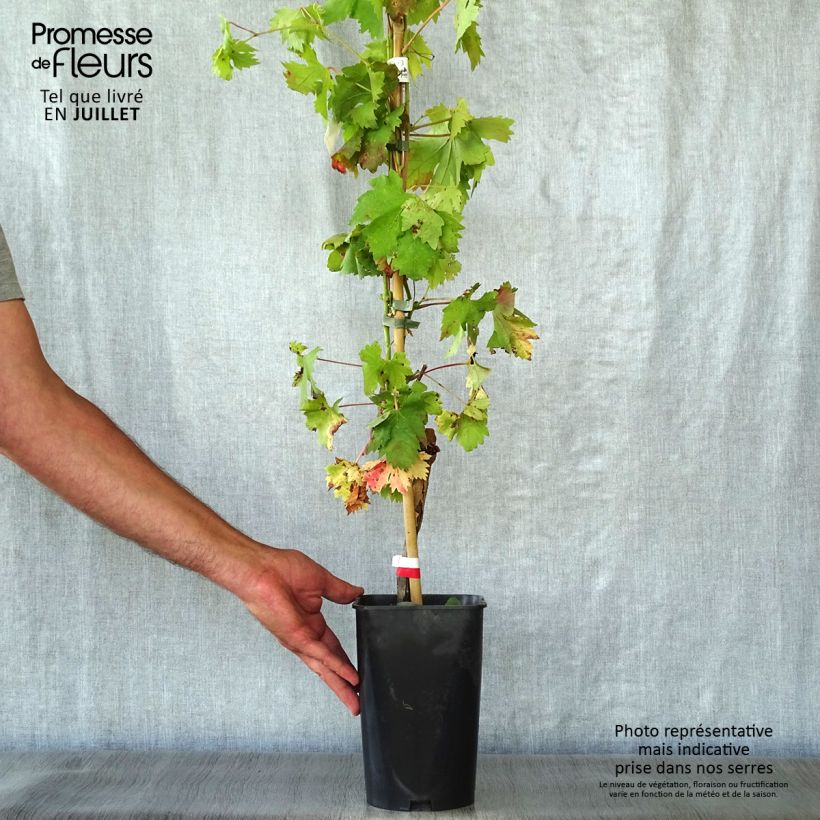 Amostra de Videira Cardinal - Vitis vinifera Vaso de 1,5 L/2 L tal como entregue no verão