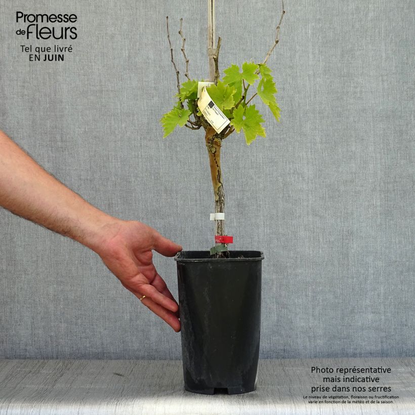 Amostra de Videira Cardinal - Vitis vinifera Vaso de 1,5 L/2 L tal como entregue na primavera