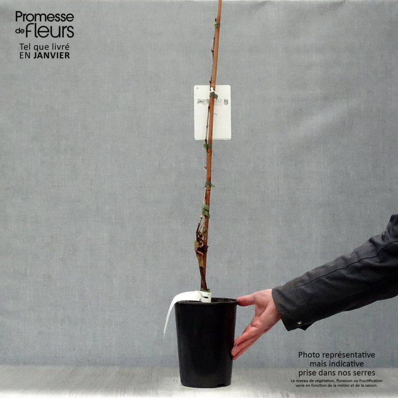 Amostra de Vigne Chardonnay Vaso de 2 L/3 L tal como entregue no inverno