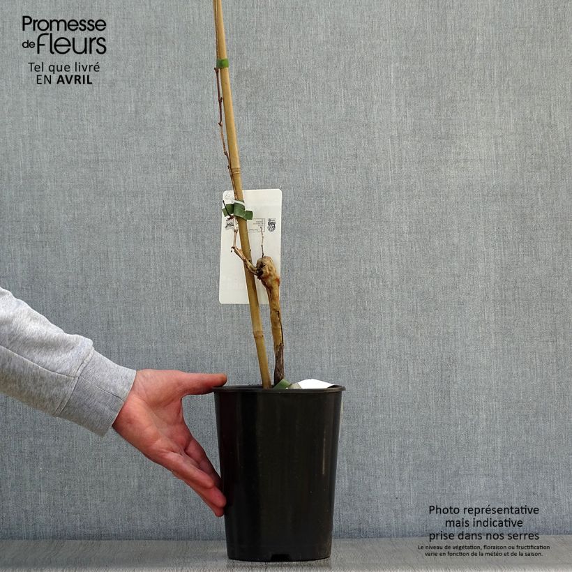 Amostra de Videira Chardonnay - Vitis vinifera Vaso de 2 L/3 L tal como entregue na primavera