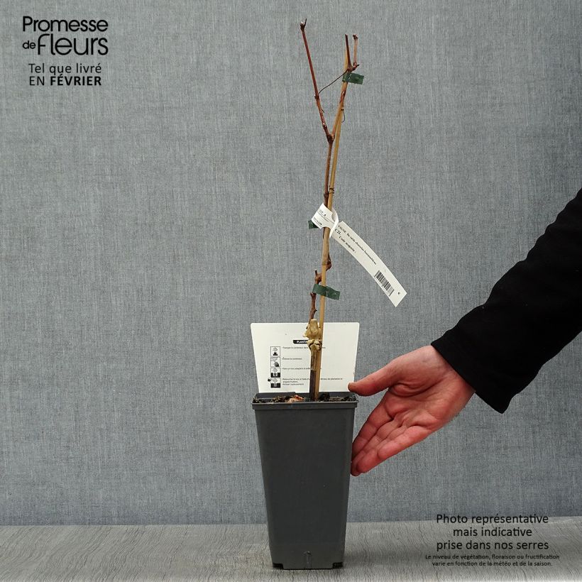 Amostra de Vigne Chasselas Fontainebleau Vaso de 2 L/3 L tal como entregue no inverno