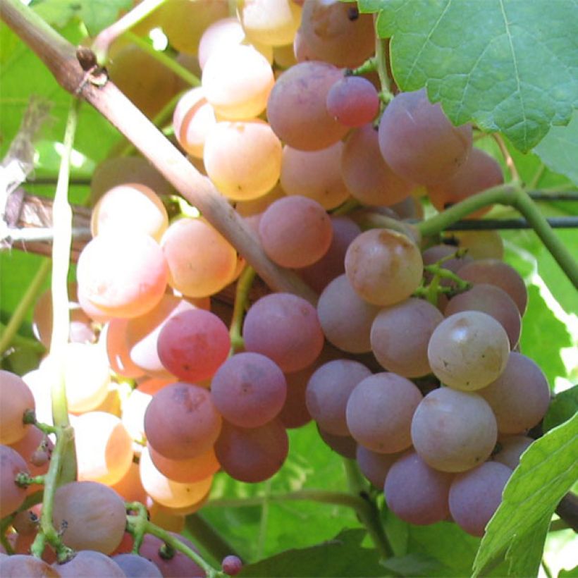 Videira Chasselas Rose - Vitis vinifera (Colheita)