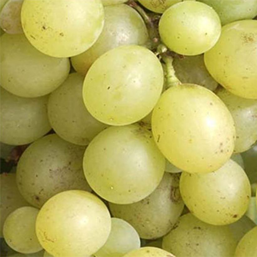 Videira Dattier de Beyrouth - Vitis vinifera (Colheita)