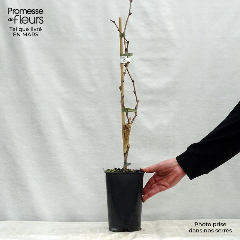 Amostra de Videira Dattier de Beyrouth - Vitis vinifera Vaso de 1,5 L/2 L tal como entregue na primavera