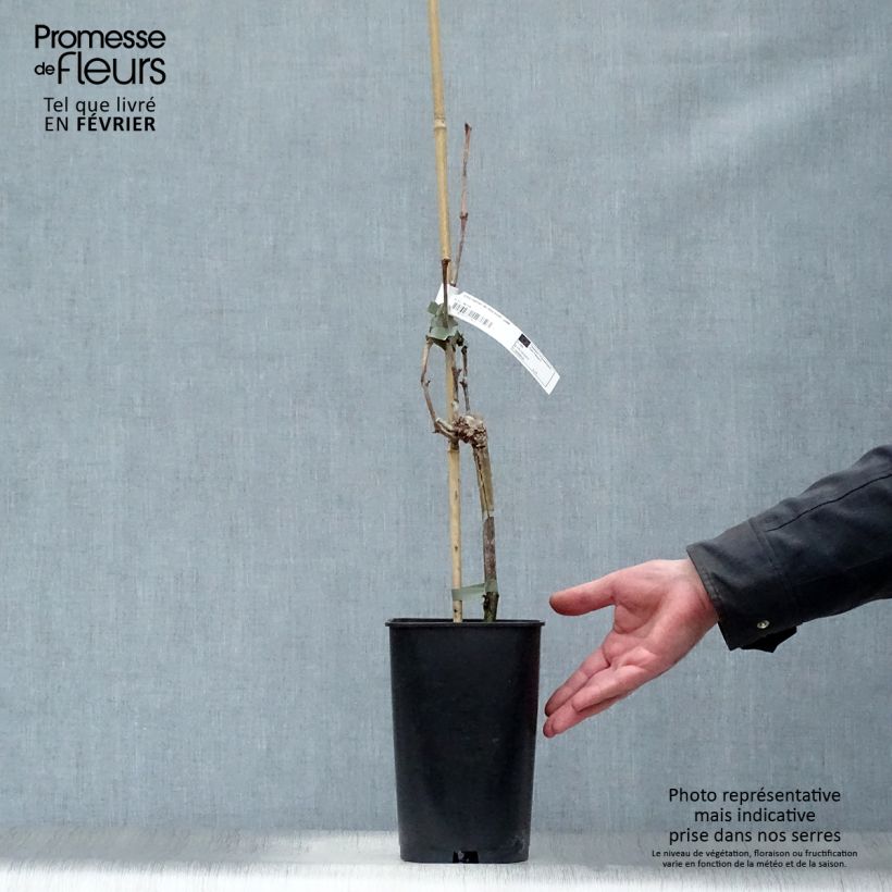 Amostra de Vigne Dattier de Beyrouth Vaso de 1,5 L/2 L tal como entregue no inverno