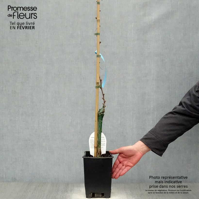 Amostra de Videira Delizia di Vaprio Vaso de 3 L/4 L tal como entregue no inverno