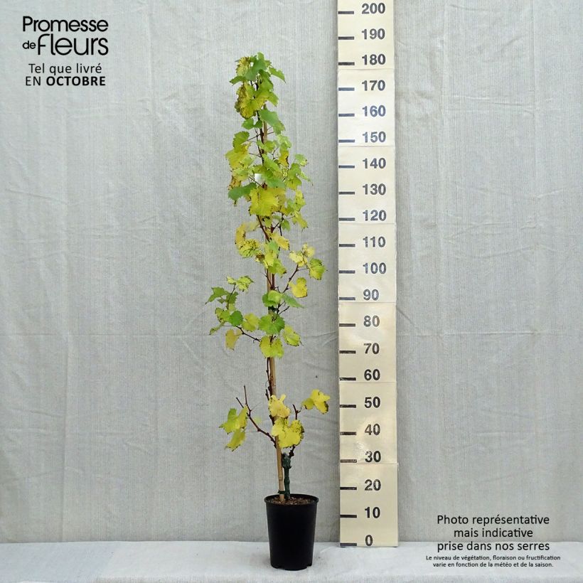 Amostra de Videira Evita - Vitis vinifera Vaso de 4 L/5 L tal como entregue no outono
