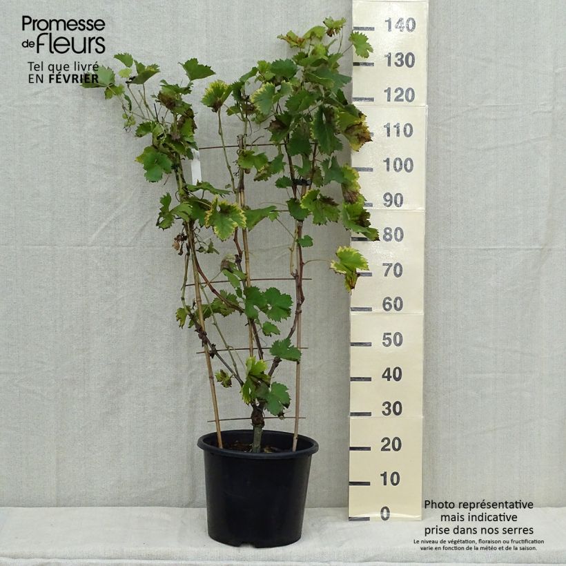 Amostra de Videira Fanny - Vitis vinifera Vaso de 12 L/15 L tal como entregue no outono
