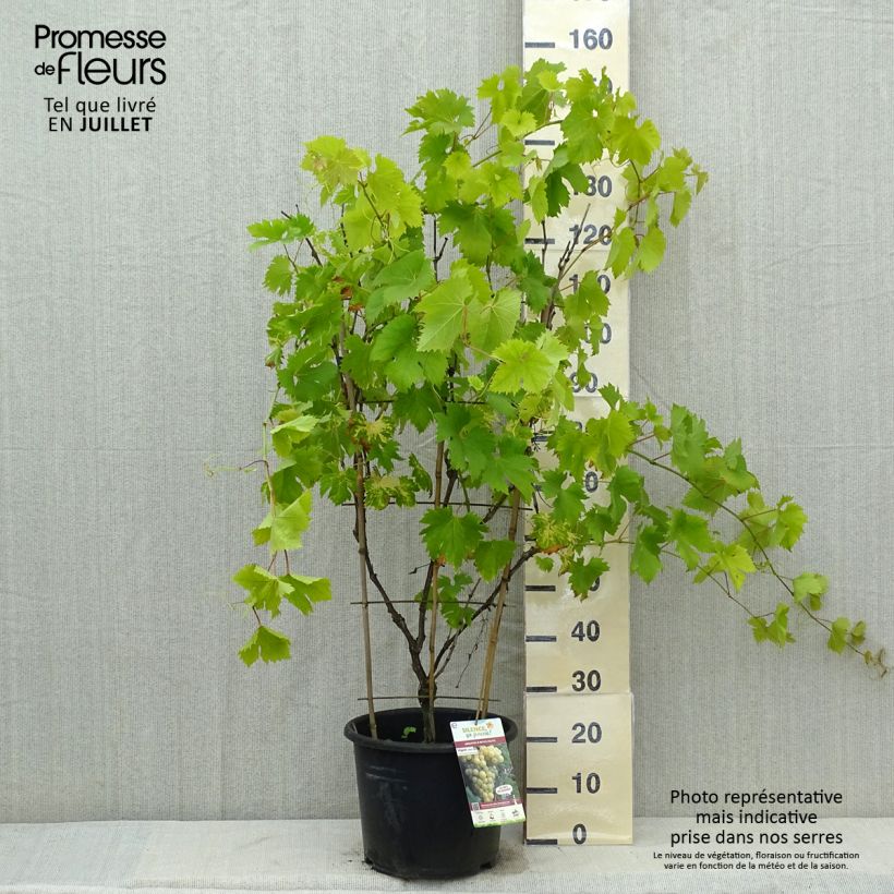 Amostra de Videira Fanny - Vitis vinifera Vaso de 12 L/15 L tal como entregue no verão