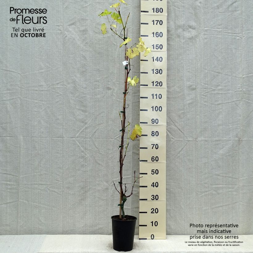 Amostra de Videira Fanny - Vitis vinifera Vaso de 4 L/5 L tal como entregue no outono