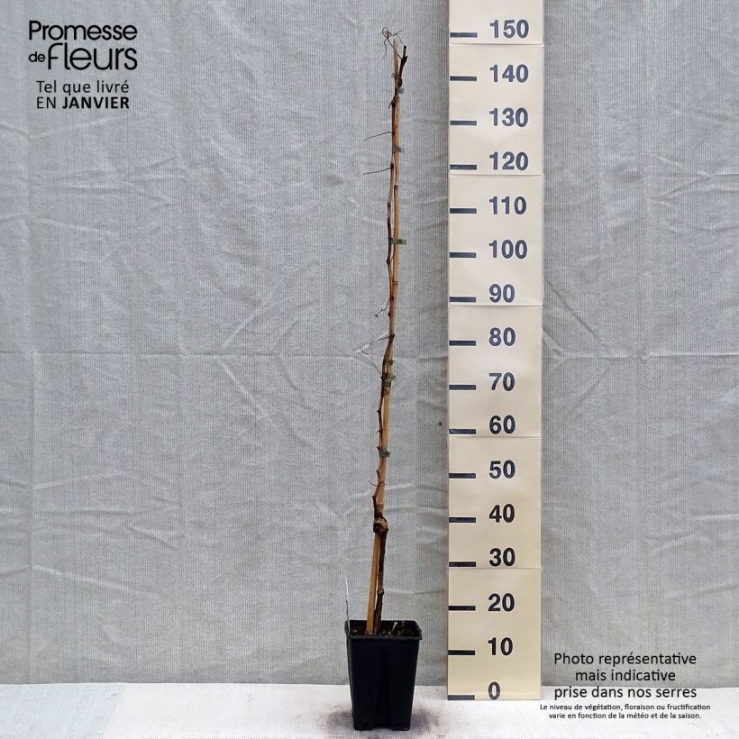 Amostra de Vigne Fragola Nera - Raisin fraise Pot de 4L/5L tal como entregue no inverno