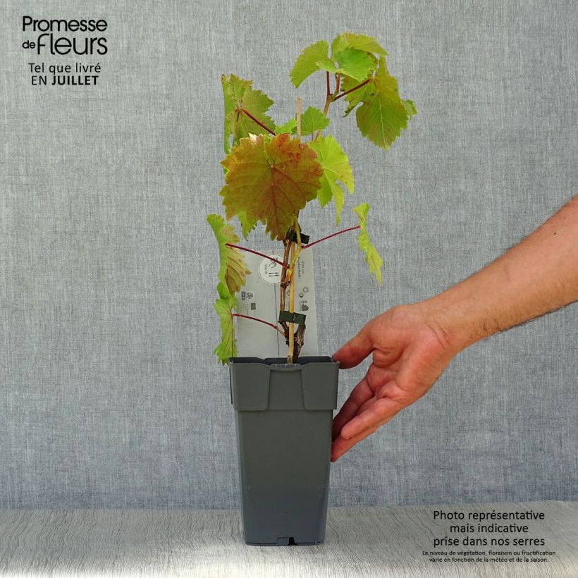 Amostra de Videira Frankenthaler - Vitis vinifera Vaso de 2 L/3 L tal como entregue no verão