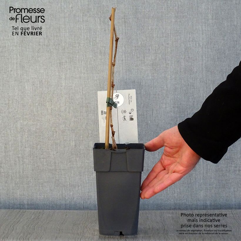 Amostra de Vigne Frankenthaler Vaso de 2 L/3 L tal como entregue no inverno