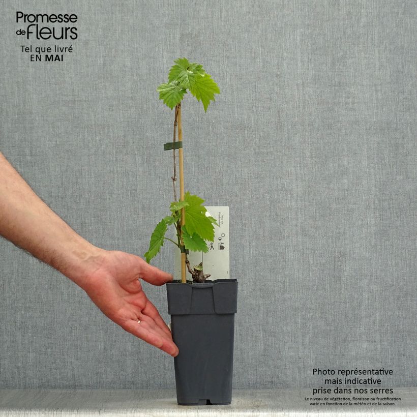 Amostra de Videira Frankenthaler - Vitis vinifera Vaso de 2 L/3 L tal como entregue na primavera