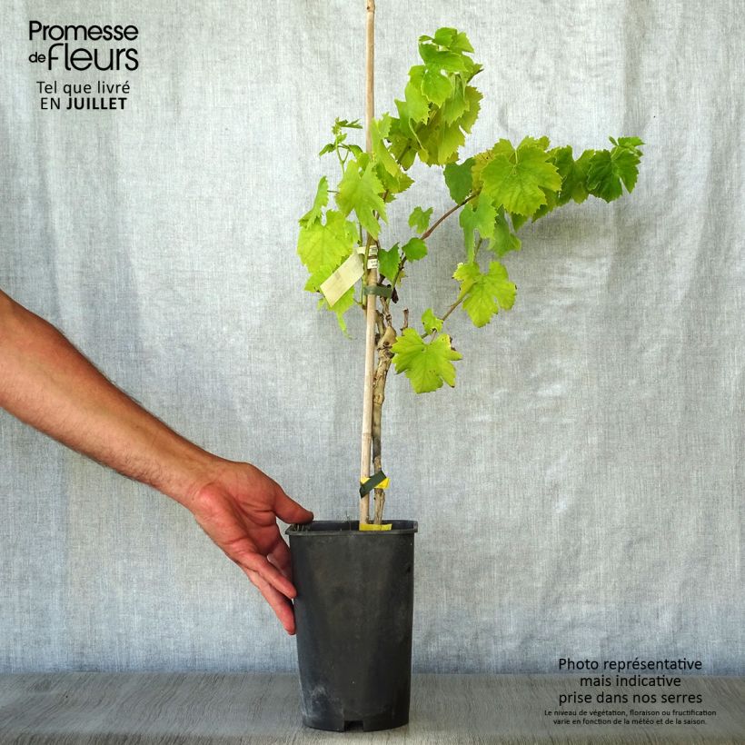 Amostra de Videira Italia - Vitis vinifera Vaso de 1,5 L/2 L tal como entregue no verão