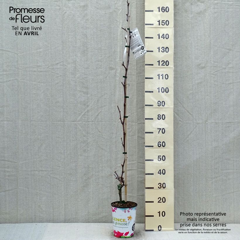 Amostra de Videira Katharina - Vitis vinifera Vaso de 4 L/5 L tal como entregue na primavera