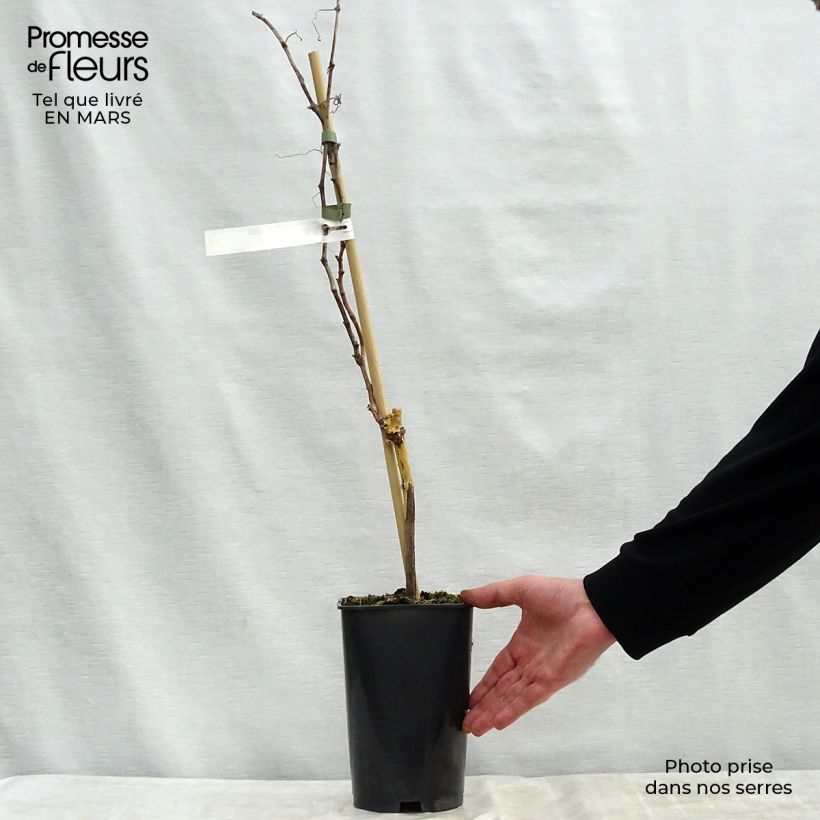 Amostra de Videira Madeleine Royale - Vitis vinifera Vaso de 2 L/3 L tal como entregue na primavera