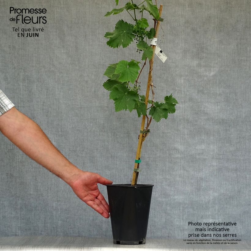 Amostra de Videira Madeleine Royale - Vitis vinifera Vaso de 2 L/3 L tal como entregue no verão