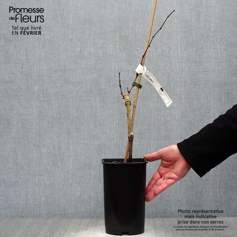 Amostra de Vigne Madeleine Royale (Madeleine Impériale) Vaso de 2 L/3 L tal como entregue no inverno