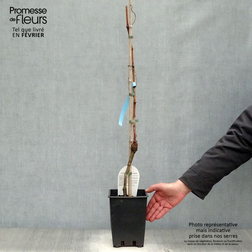 Amostra de Vigne Matilde Vaso de 3 L/4 L tal como entregue no inverno