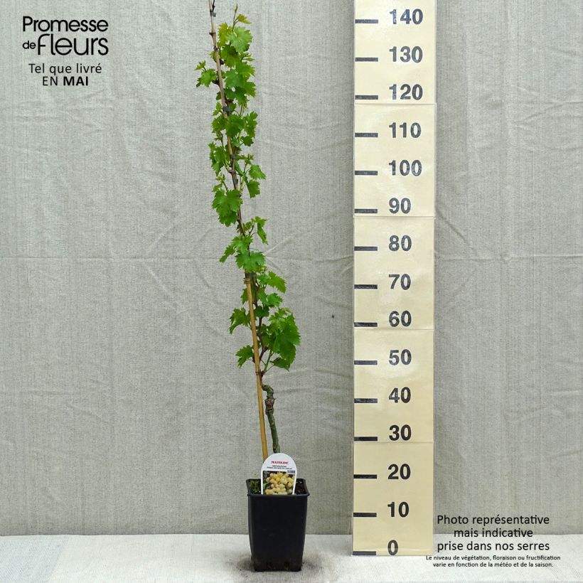 Amostra de Videira Matilde Vaso de 3 L/4 L tal como entregue na primavera