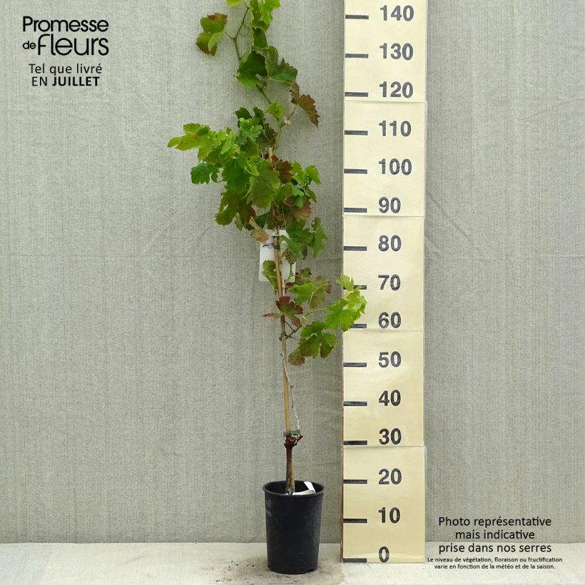 Amostra de Videira Merlot - Vitis vinifera Vaso de 2 L/3 L tal como entregue no verão
