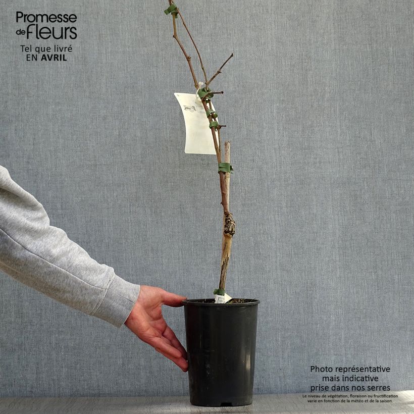 Amostra de Videira Merlot - Vitis vinifera Vaso de 2 L/3 L tal como entregue na primavera