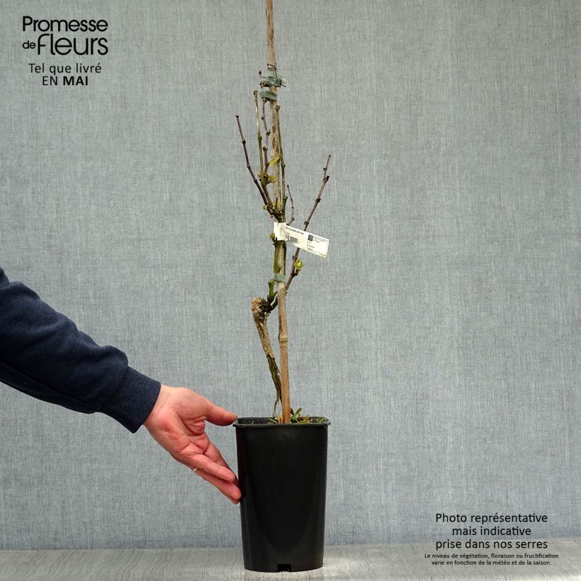 Amostra de Videira Moscatel Galego Branco - Vitis vinifera Vaso de 2 L/3 L tal como entregue na primavera