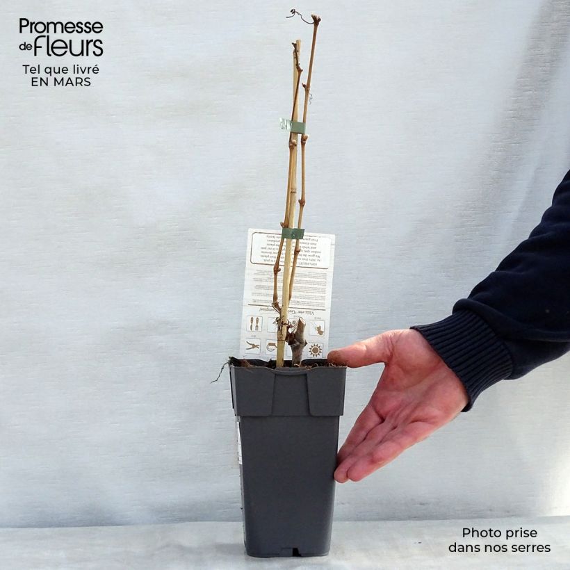 Amostra de Videira champion Vaso de 2 L/3 L tal como entregue na primavera