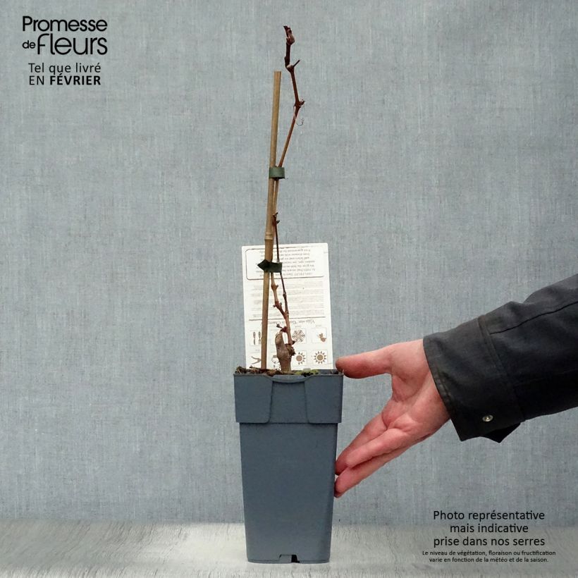 Amostra de Vigne Muscat champion Vaso de 2 L/3 L tal como entregue no inverno