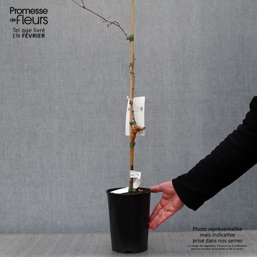 Amostra de Vigne Muscat d'Alexandrie Vaso de 2 L/3 L tal como entregue no inverno