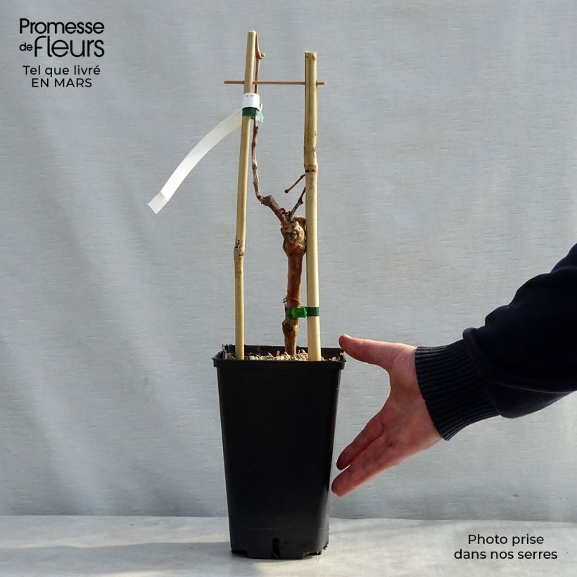 Amostra de Videira Muscat de Hamburgo - Vitis vinifera Vaso de 1,5 L/2 L tal como entregue na primavera