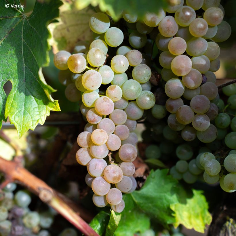Videira Nathy-Sauvignac VignHappy Fruitality - Vitis (Colheita)